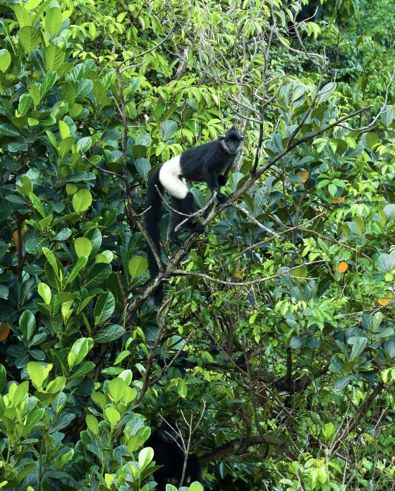 Cuc Phuong National Park – Private Day Tour